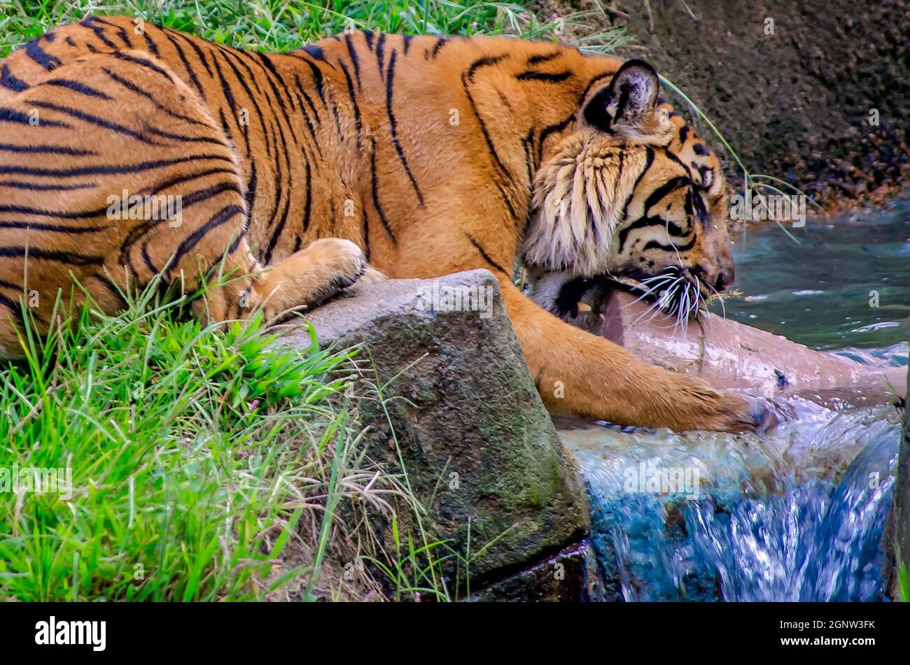 Ein Sumatra-Tiger (Panthera tigris sumatrae) spielt im Wasser mit einem Anreicherungs-Spielzeug im Memphis Zoo, 8. September 2015, in Memphis, Tennessee. Stockfoto