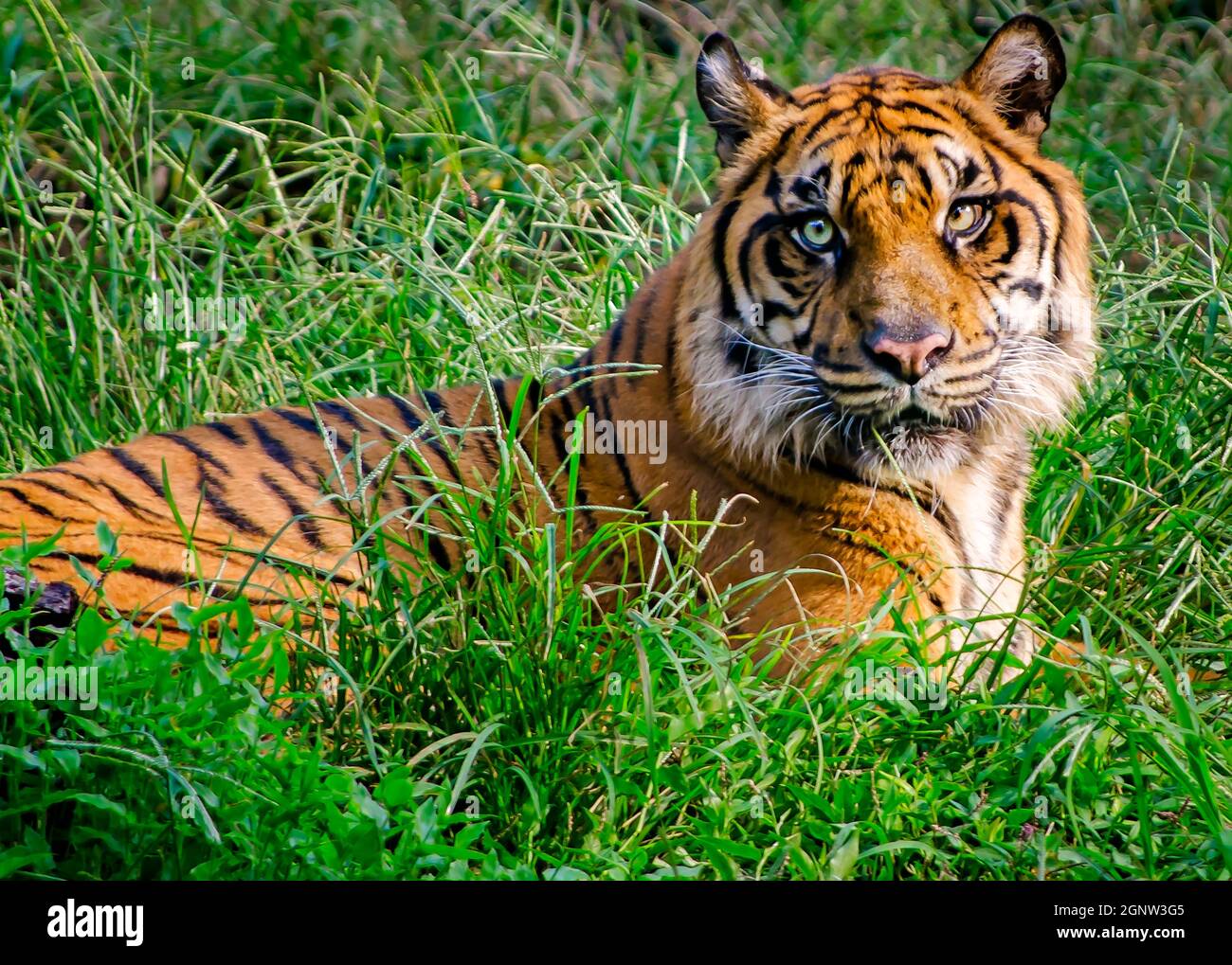 Ein Sumatratiger (Panthera tigris sumatrae) liegt im Gras des Memphis Zoo, 8. September 2015, in Memphis, Tennessee. Stockfoto