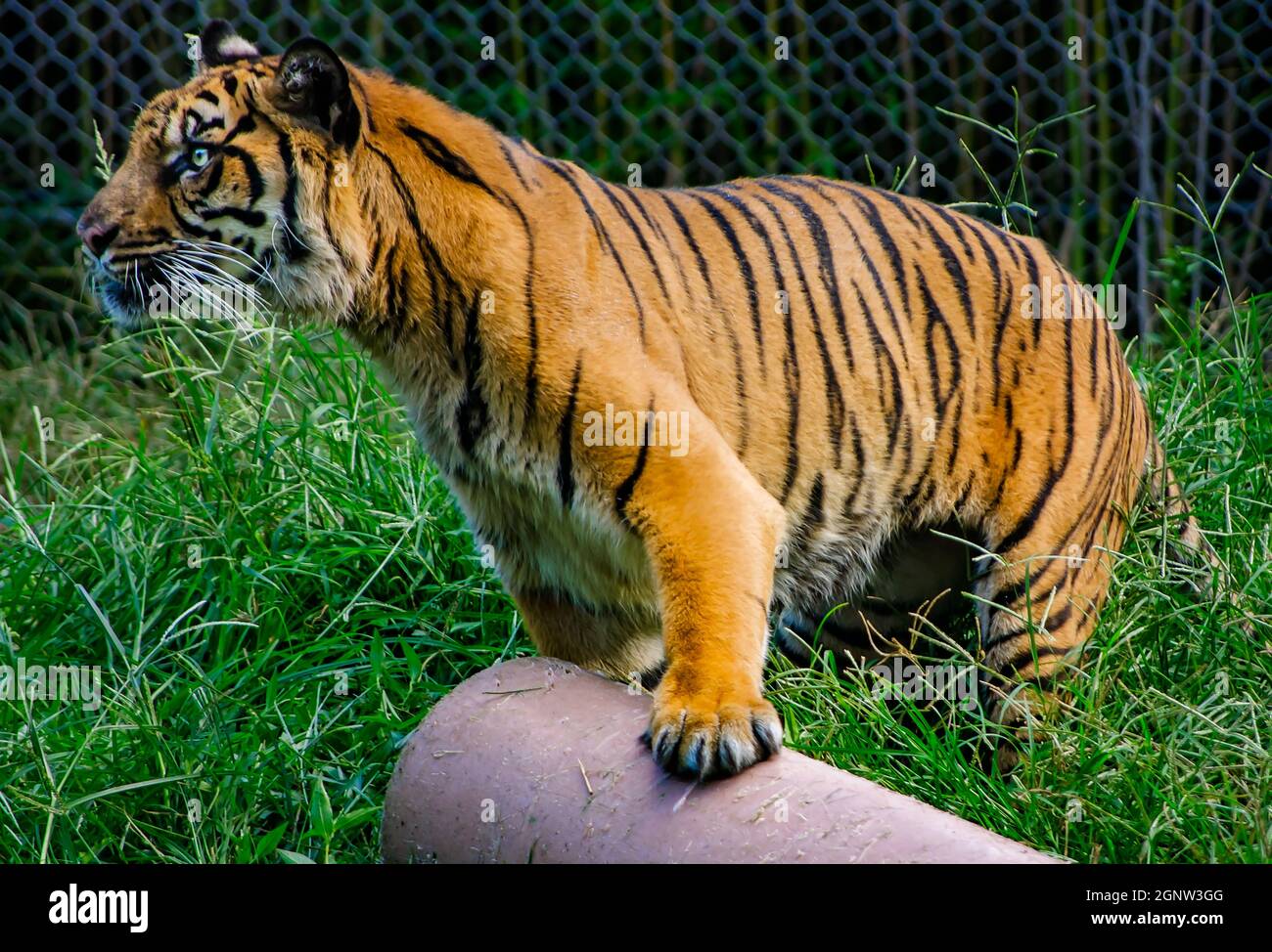 Ein Sumatratiger (Panthera tigris sumatrae) spielt mit einem Anreicherungs-Spielzeug im Memphis Zoo, 8. September 2015, in Memphis, Tennessee. Stockfoto