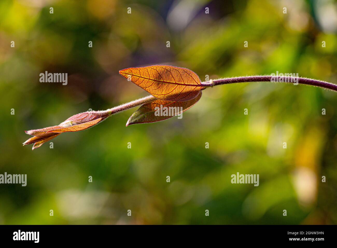 Geißblatt im Licht eines Sommertages gefangen Stockfoto