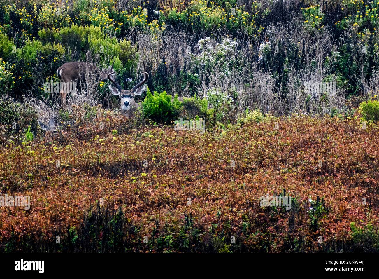 Ein reifer Blacktail Buck an der kalifornischen Küste Stockfoto