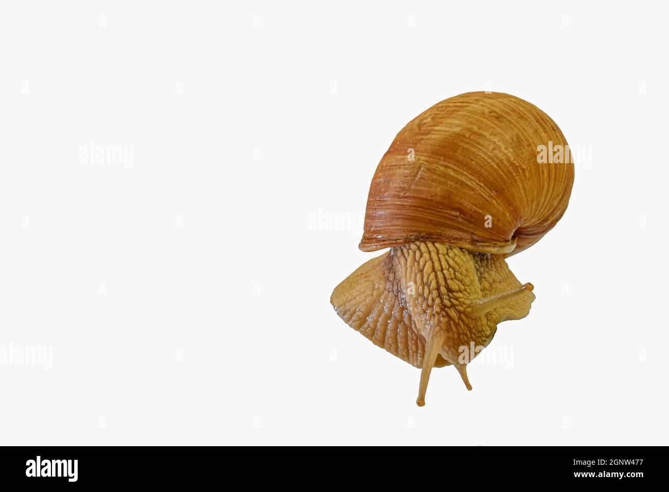 Nahaufnahme von Burgund, römische Schnecke isoliert auf weißem Hintergrund. Schnecke kriecht isoliert auf weißem Hintergrund. Stockfoto
