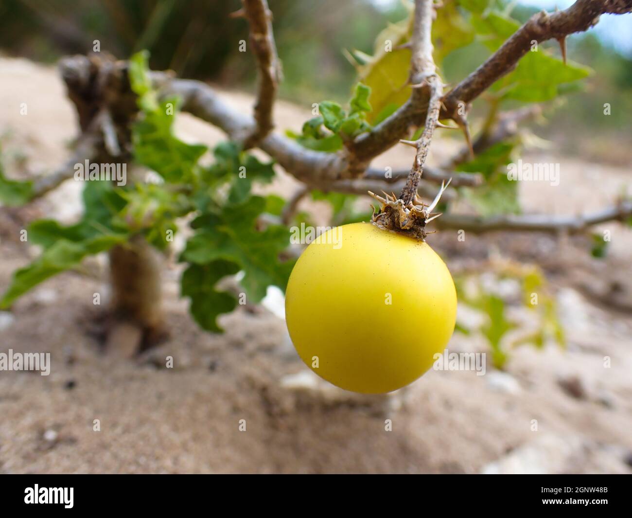 Nachtschattenfrucht des giftigen Teufels (Solanum linnaeanum) Stockfoto