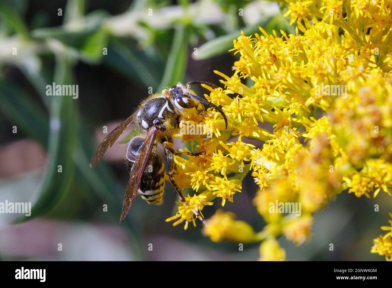 Glatzengesichtige Hornisse (Dolichovespula makellose), die in Iowa auf der Nahrungssuche nach Goldrutenblüten sind Stockfoto