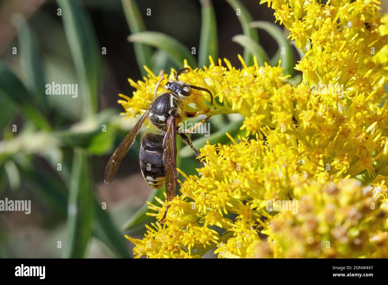Glatzengesichtige Hornisse (Dolichovespula makellose), die in Iowa auf der Nahrungssuche nach Goldrutenblüten sind Stockfoto