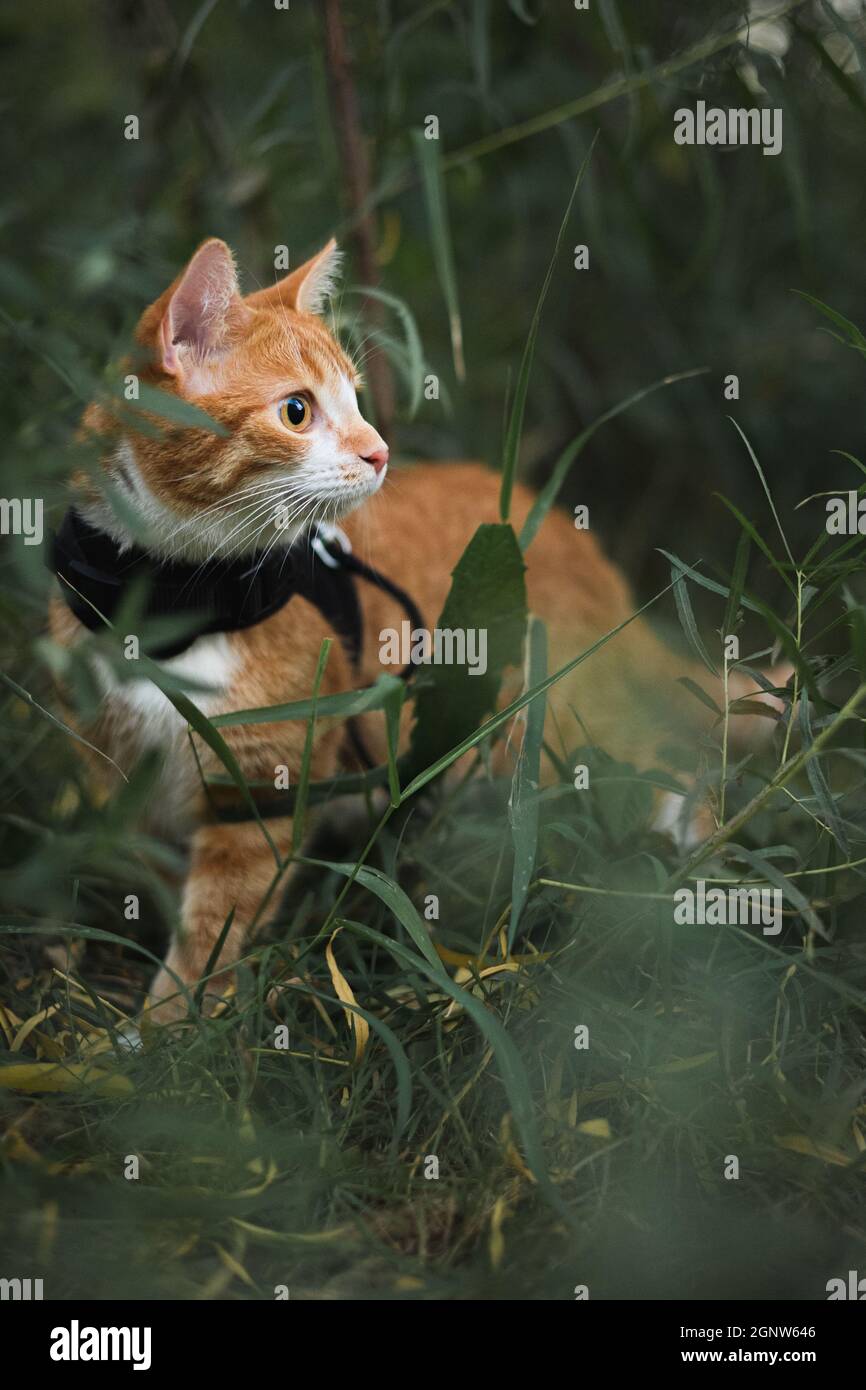 Hauskatze in freier Wildbahn, im Alarmmodus Stockfoto