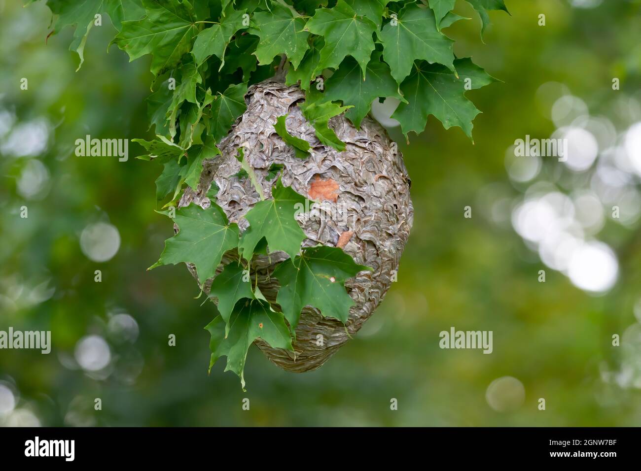 Glatzenschhorfe ( Dolichovespula maculata ) Nistet auf einem Baum im Park. Wespenarten kennen auch als kahlgesichtige Luftgelbjacke, kahlgesichtig Stockfoto