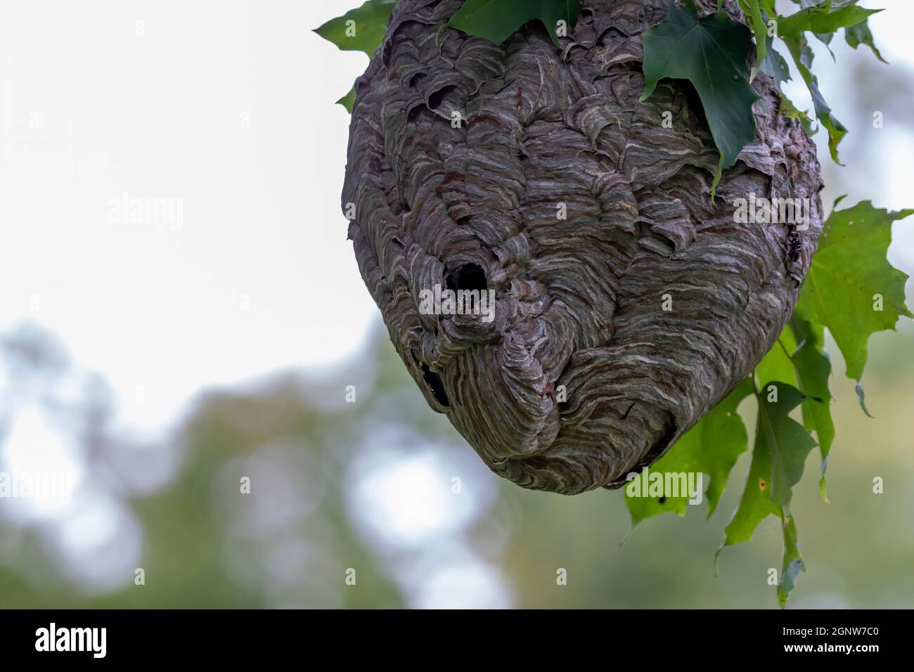 Glatzenschhorfe ( Dolichovespula maculata ) Nistet auf einem Baum im Park. Wespenarten kennen auch als kahlgesichtige Luftgelbjacke, kahlgesichtig Stockfoto