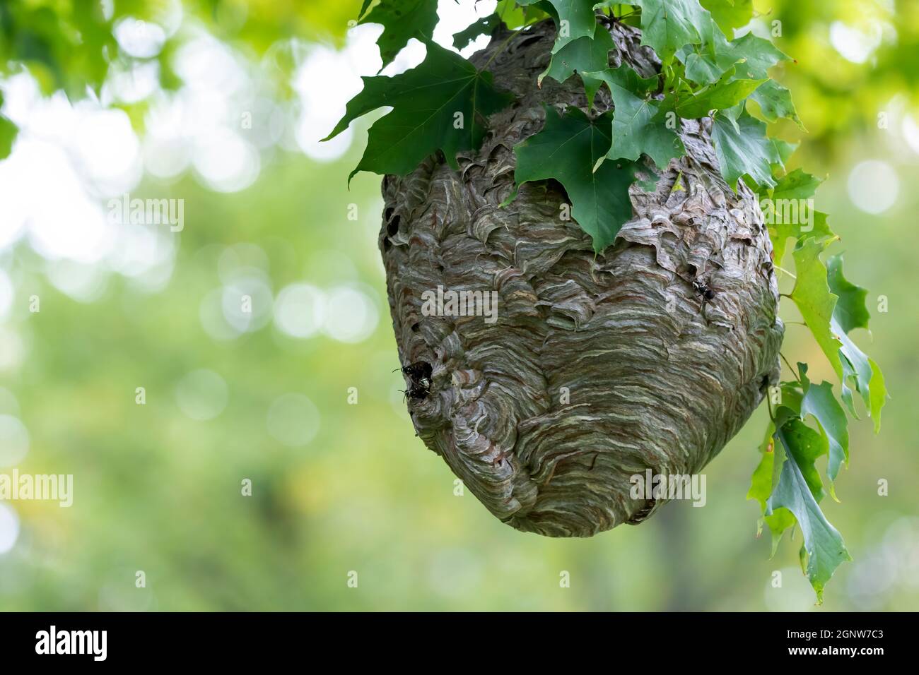 Glatzenschhorfe ( Dolichovespula maculata ) Nistet auf einem Baum im Park. Wespenarten kennen auch als kahlgesichtige Luftgelbjacke, kahlgesichtig Stockfoto