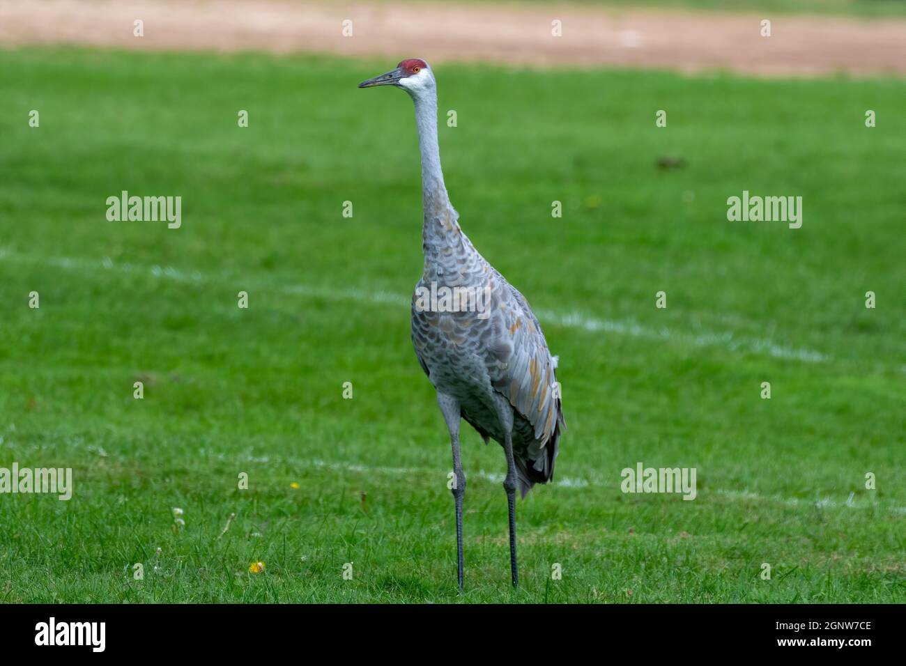 Sandhill Kran auf der Suche nach Futter auf einer Wiese Stockfoto