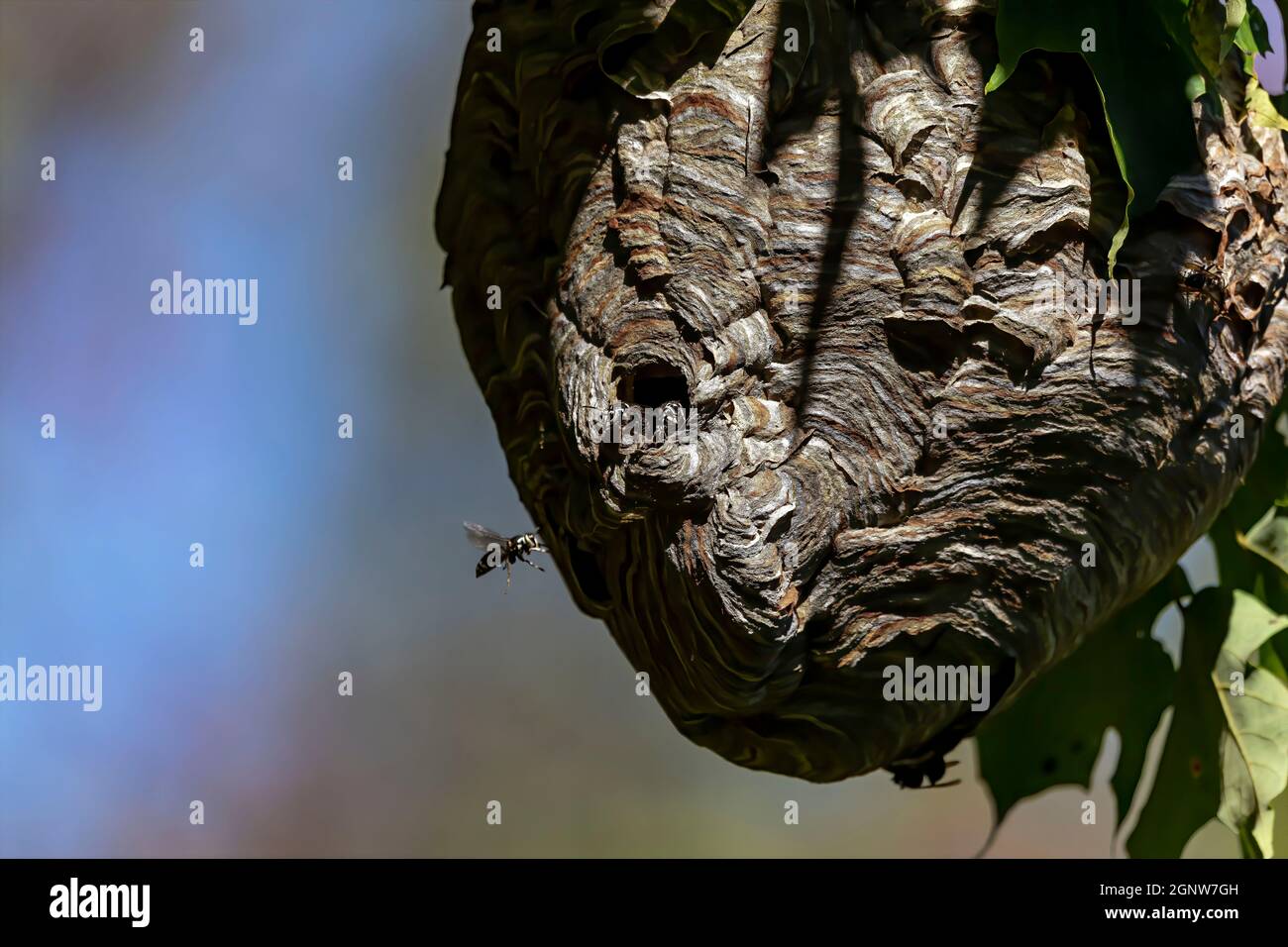 Glatzenschhorfe ( Dolichovespula maculata ) Nistet auf einem Baum im Park. Wespenarten kennen auch als kahlgesichtige Luftgelbjacke, kahlgesichtig Stockfoto