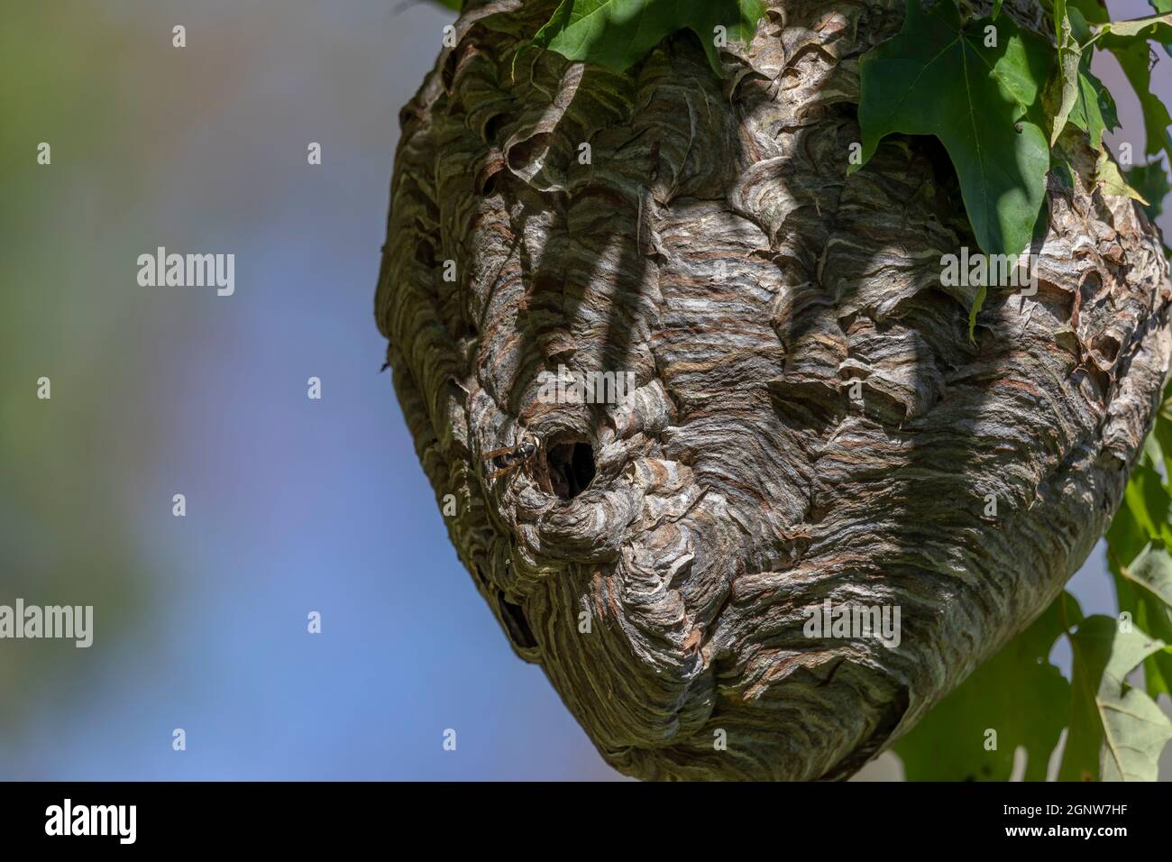 Glatzenschhorfe ( Dolichovespula maculata ) Nistet auf einem Baum im Park. Wespenarten kennen auch als kahlgesichtige Luftgelbjacke, kahlgesichtig Stockfoto
