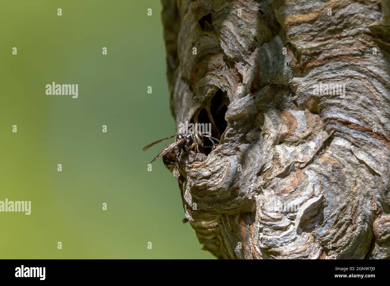 Glatzenschhorfe ( Dolichovespula maculata ) Nistet auf einem Baum im Park. Wespenarten kennen auch als kahlgesichtige Luftgelbjacke, kahlgesichtig Stockfoto