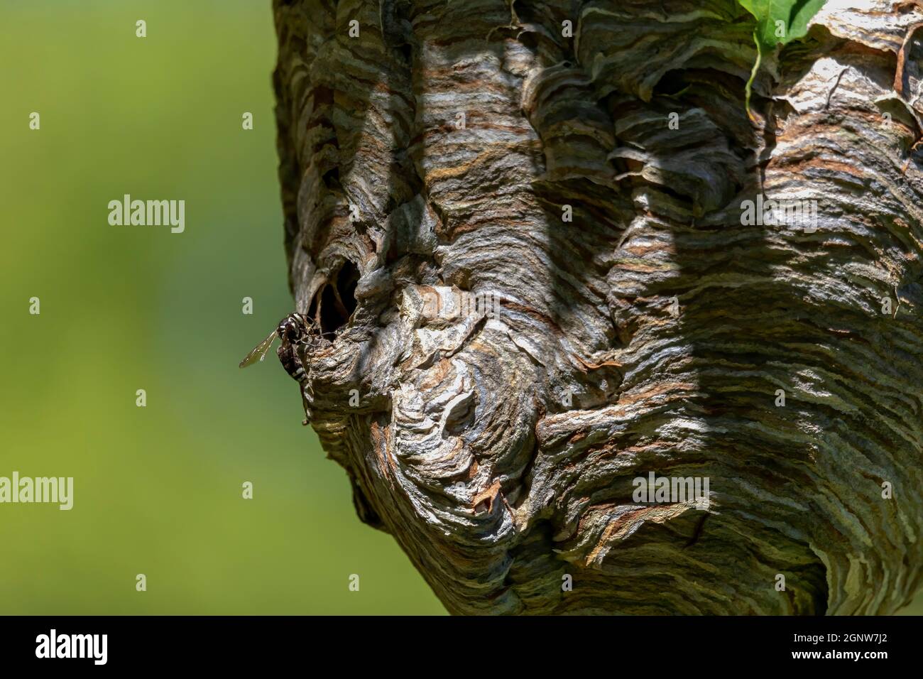 Glatzenschhorfe ( Dolichovespula maculata ) Nistet auf einem Baum im Park. Wespenarten kennen auch als kahlgesichtige Luftgelbjacke, kahlgesichtig Stockfoto