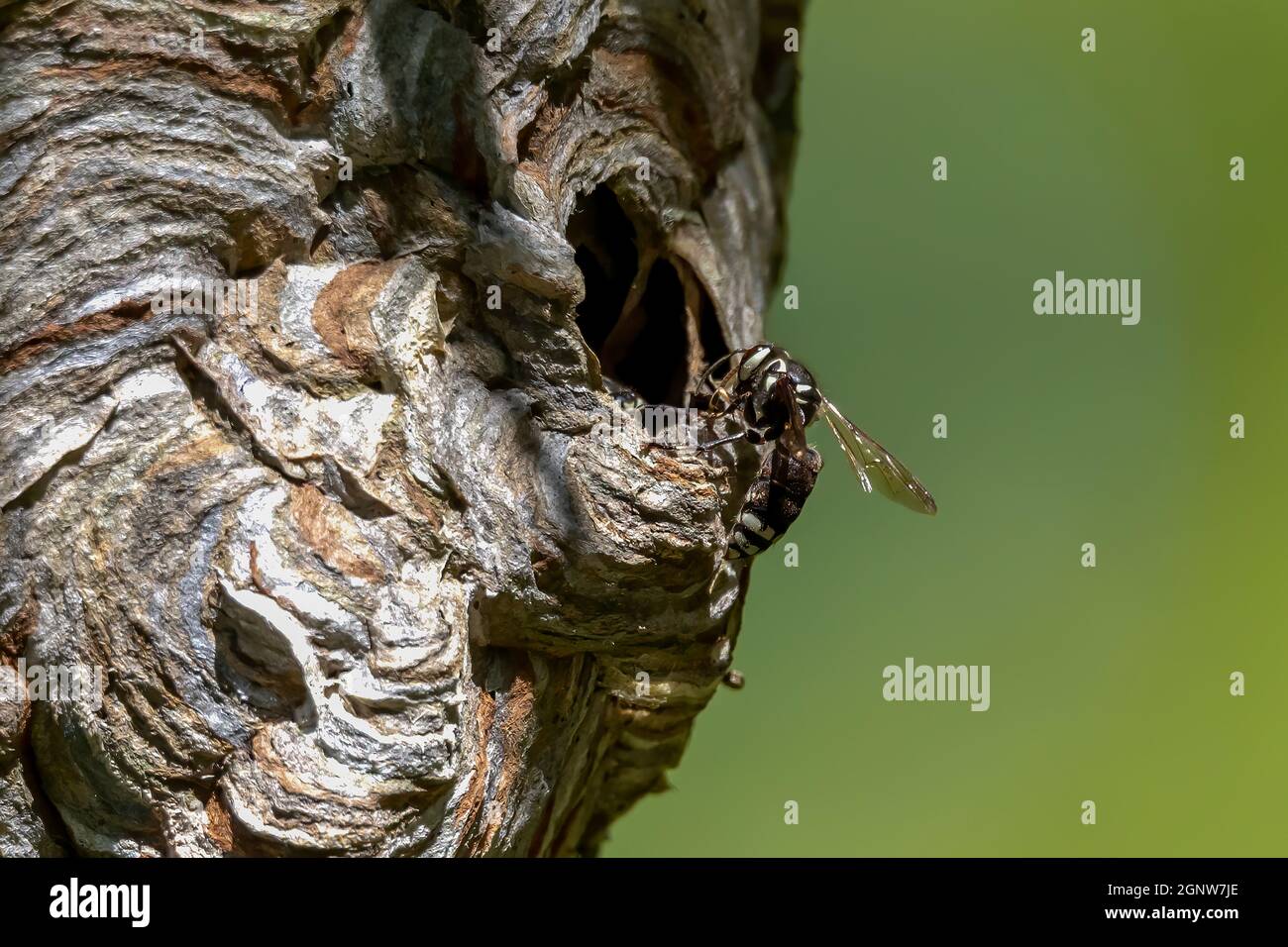 Glatzenschhorfe ( Dolichovespula maculata ) Nistet auf einem Baum im Park. Wespenarten kennen auch als kahlgesichtige Luftgelbjacke, kahlgesichtig Stockfoto