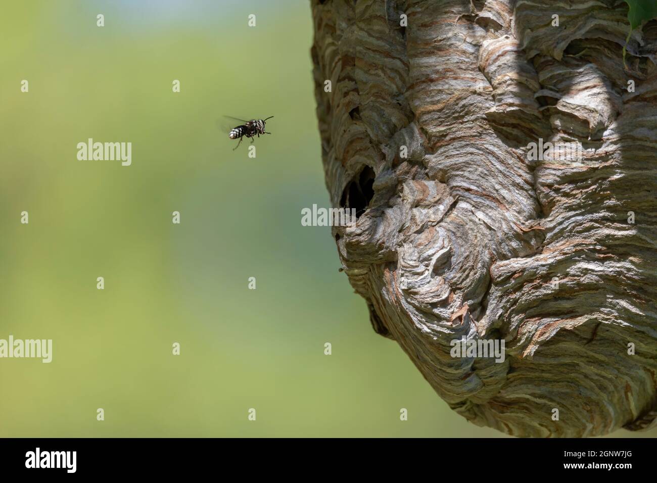 Glatzenschhorfe ( Dolichovespula maculata ) Nistet auf einem Baum im Park. Wespenarten kennen auch als kahlgesichtige Luftgelbjacke, kahlgesichtig Stockfoto