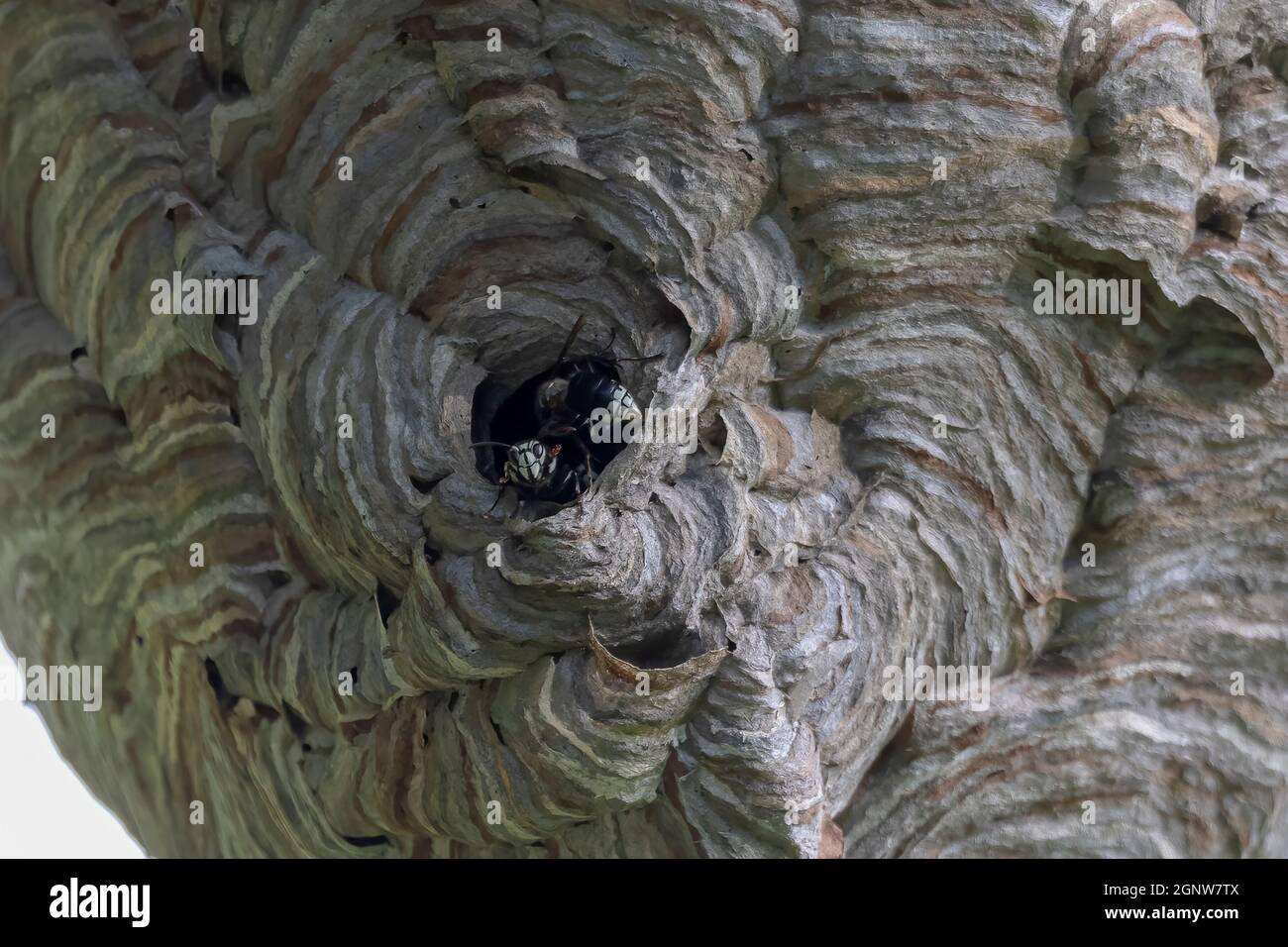 Glatzenschhorfe ( Dolichovespula maculata ) Nistet auf einem Baum im Park. Wespenarten kennen auch als kahlgesichtige Luftgelbjacke, kahlgesichtig Stockfoto