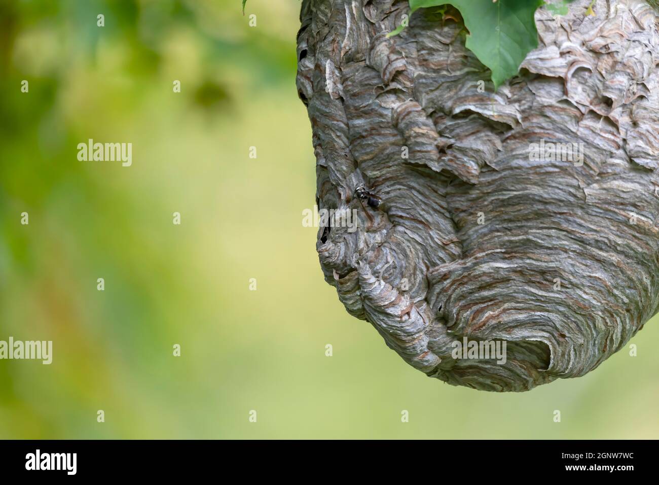 Glatzenschhorfe ( Dolichovespula maculata ) Nistet auf einem Baum im Park. Wespenarten kennen auch als kahlgesichtige Luftgelbjacke, kahlgesichtig Stockfoto