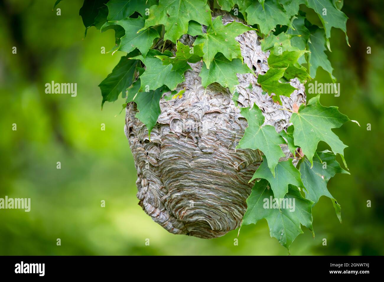 Glatzenschhorfe ( Dolichovespula maculata ) Nistet auf einem Baum im Park. Wespenarten kennen auch als kahlgesichtige Luftgelbjacke, kahlgesichtig Stockfoto