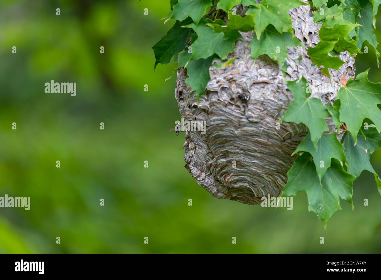 Glatzenschhorfe ( Dolichovespula maculata ) Nistet auf einem Baum im Park. Wespenarten kennen auch als kahlgesichtige Luftgelbjacke, kahlgesichtig Stockfoto