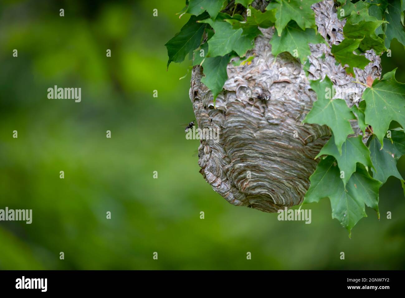 Glatzenschhorfe ( Dolichovespula maculata ) Nistet auf einem Baum im Park. Wespenarten kennen auch als kahlgesichtige Luftgelbjacke, kahlgesichtig Stockfoto