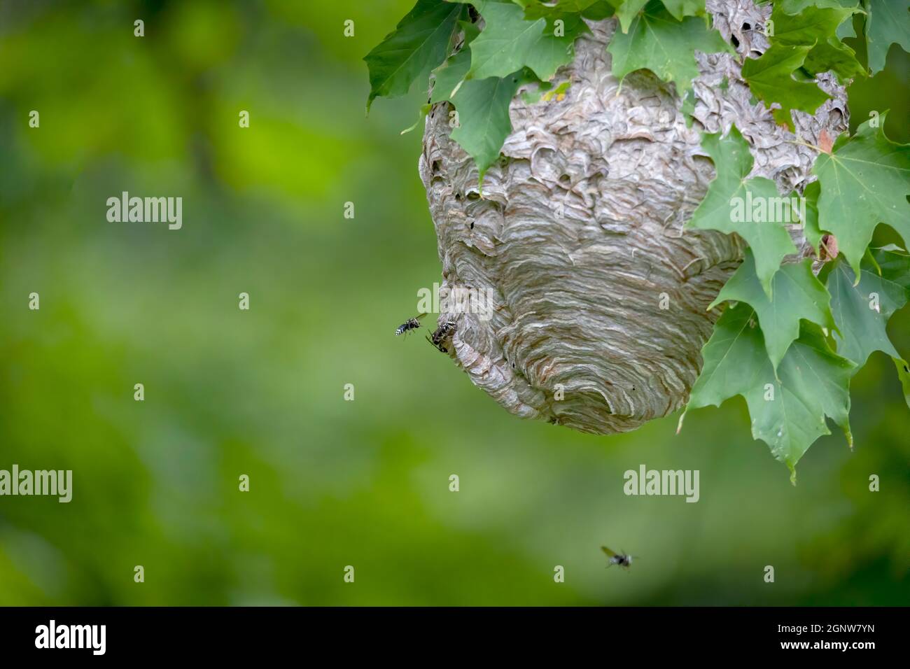 Glatzenschhorfe ( Dolichovespula maculata ) Nistet auf einem Baum im Park. Wespenarten kennen auch als kahlgesichtige Luftgelbjacke, kahlgesichtig Stockfoto