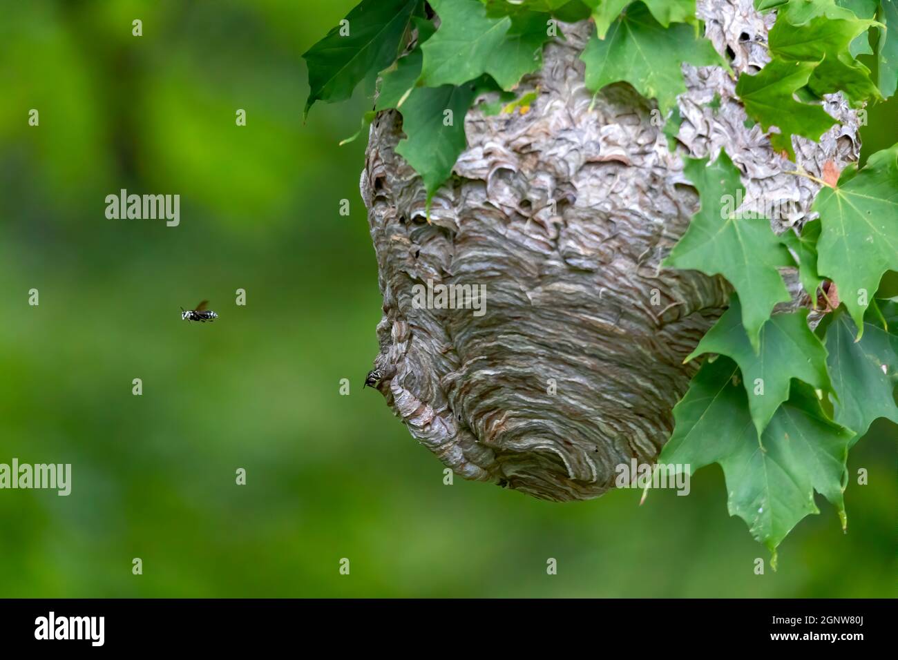 Glatzenschhorfe ( Dolichovespula maculata ) Nistet auf einem Baum im Park. Wespenarten kennen auch als kahlgesichtige Luftgelbjacke, kahlgesichtig Stockfoto