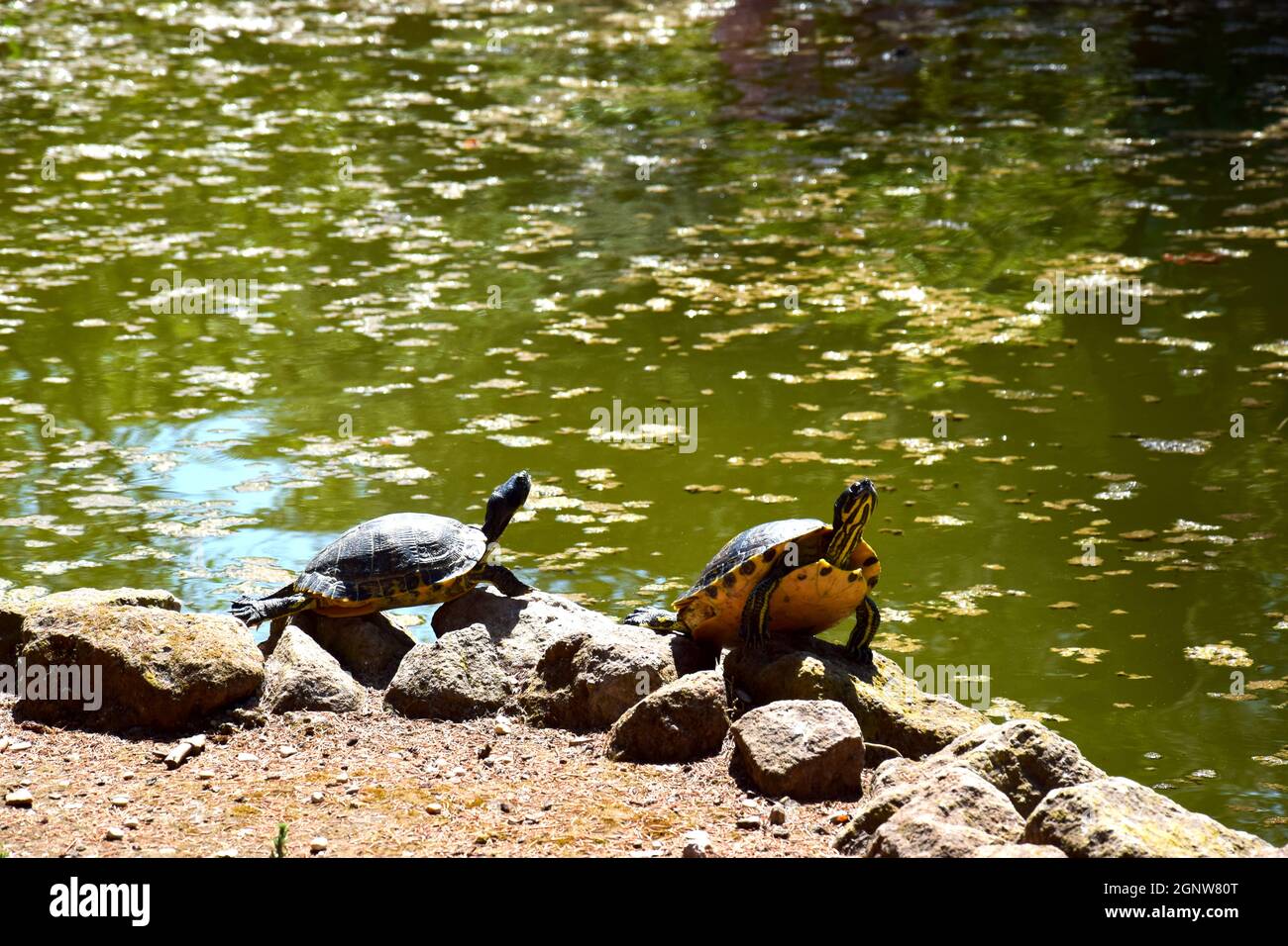 Schildkröten auf dem A-Felsen am Teich Stockfoto