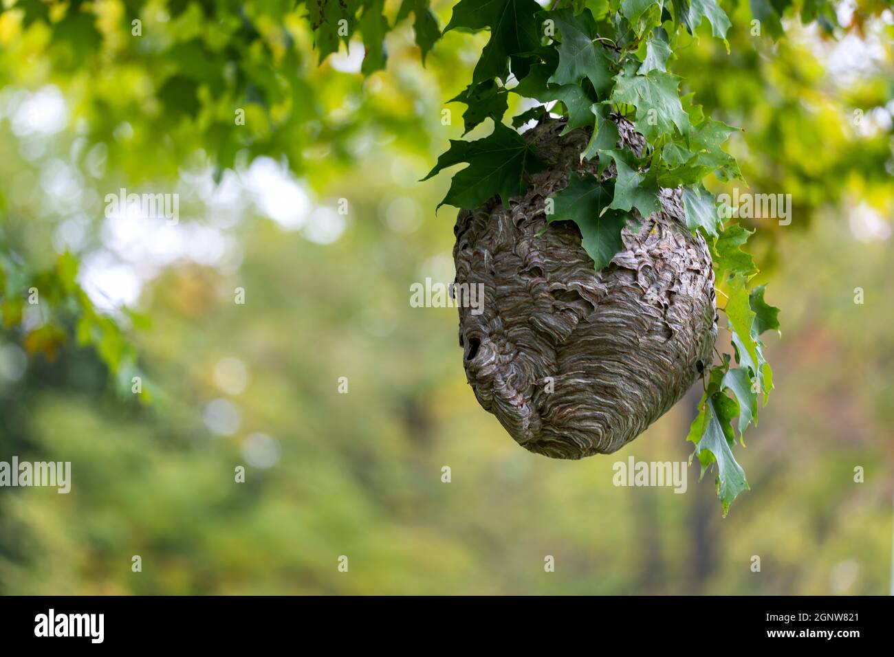 Glatzenschhorfe ( Dolichovespula maculata ) Nistet auf einem Baum im Park. Wespenarten kennen auch als kahlgesichtige Luftgelbjacke, kahlgesichtig Stockfoto