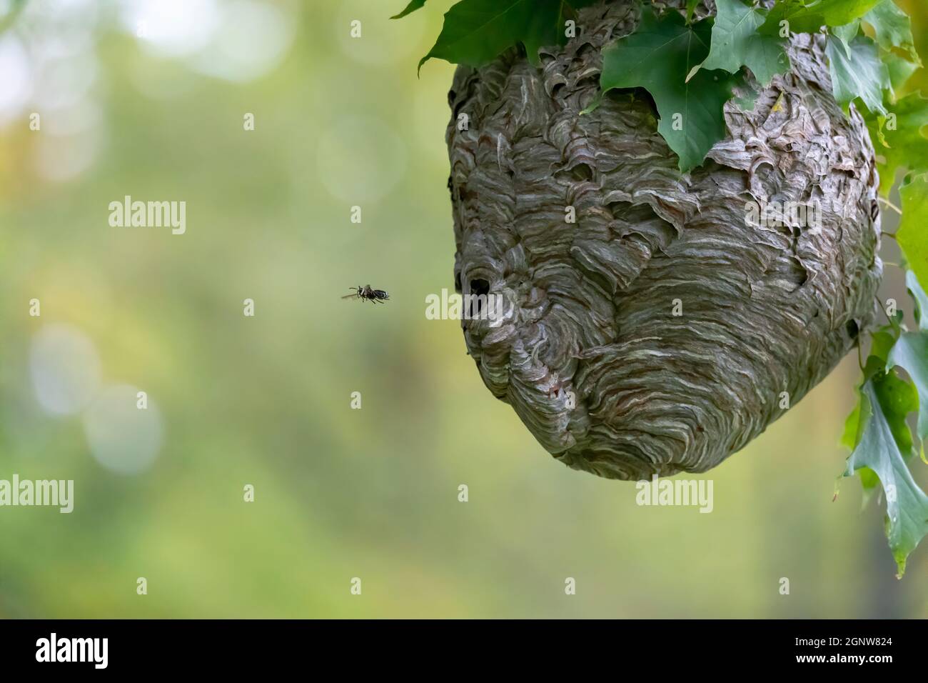 Glatzenschhorfe ( Dolichovespula maculata ) Nistet auf einem Baum im Park. Wespenarten kennen auch als kahlgesichtige Luftgelbjacke, kahlgesichtig Stockfoto