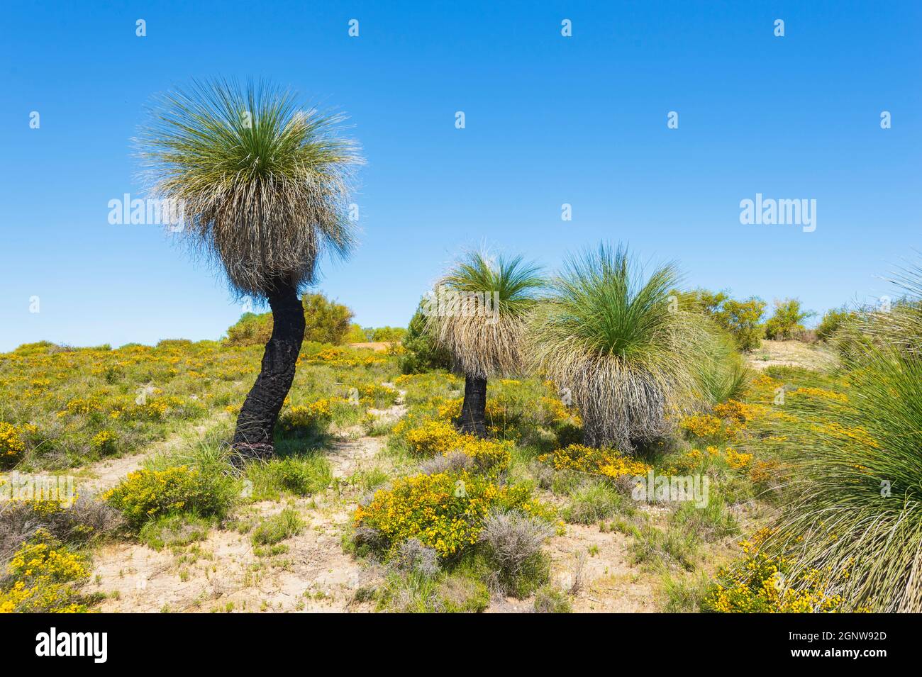 Grasbäume (Xanthorrhoea preissii) wachsen im Wanagarren Nature Reserve unter Wildblumen im Frühling, in der Nähe von Cervantes, Gascoigne Region, Wester Stockfoto