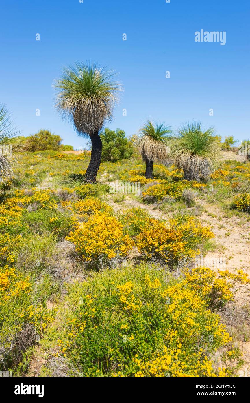 Vertikale Ansicht der Grasbäume (Xanthorrhoea preissii), die im Wanagarren Nature Reserve unter Wildblumen im Frühling wachsen, in der Nähe von Cervantes, Gascoig Stockfoto