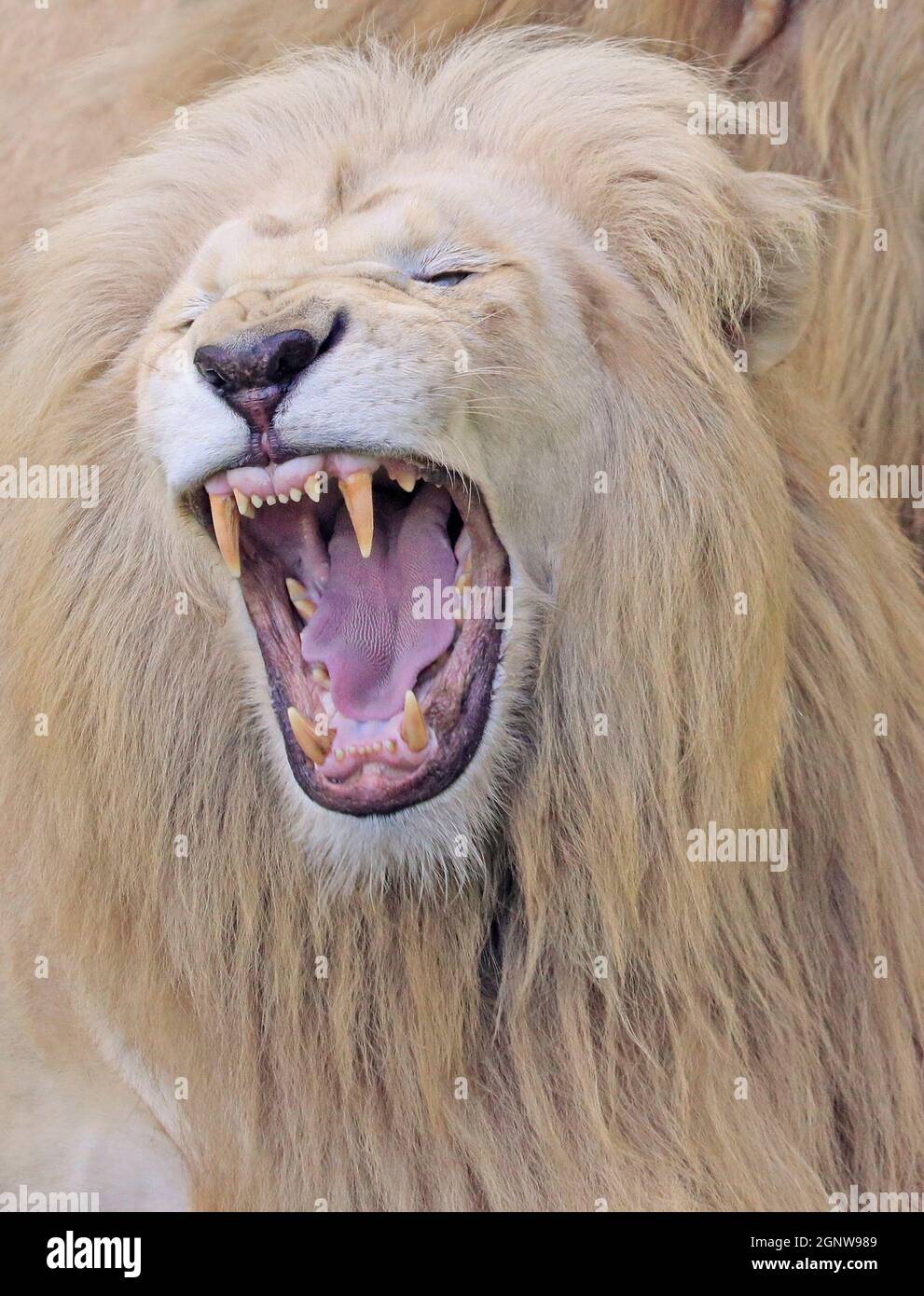 Porträt des weißen Löwen mit geöffnetem Mund Stockfoto