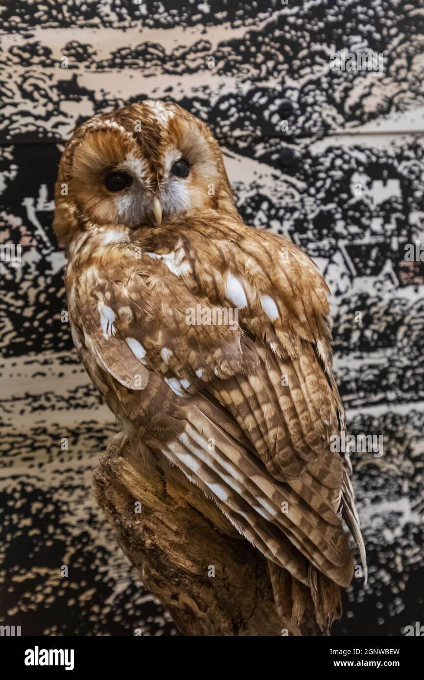 England, Hampshire, Alton, Alton Museum, Ausstellung einer kleinen Eule Stockfoto