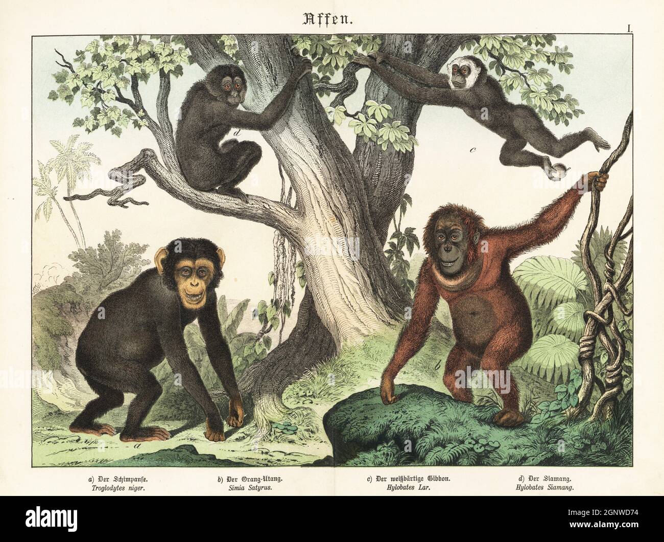 Gefährdeter Zentralschimpanse, Pan troglodytes troglodytes a, stark gefährdeter Bornean Orangutan, Pongo pygmaeus b, lar gibbon, Hylobates lar c und gefährdeter Siamang, Symphonangus syndactylus d. Chromolithographie aus Gotthilf Heinrich von Schuberts Naturgeschichte der Tierreiche für Schule und Haus, Schreiber, München, 1886. Stockfoto