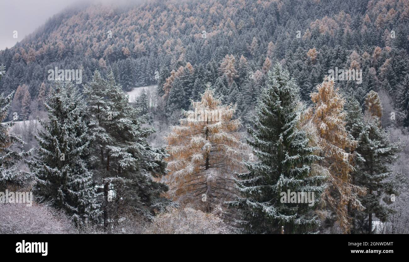 Der erste Schnee in den Herbstlandschaften Stockfoto