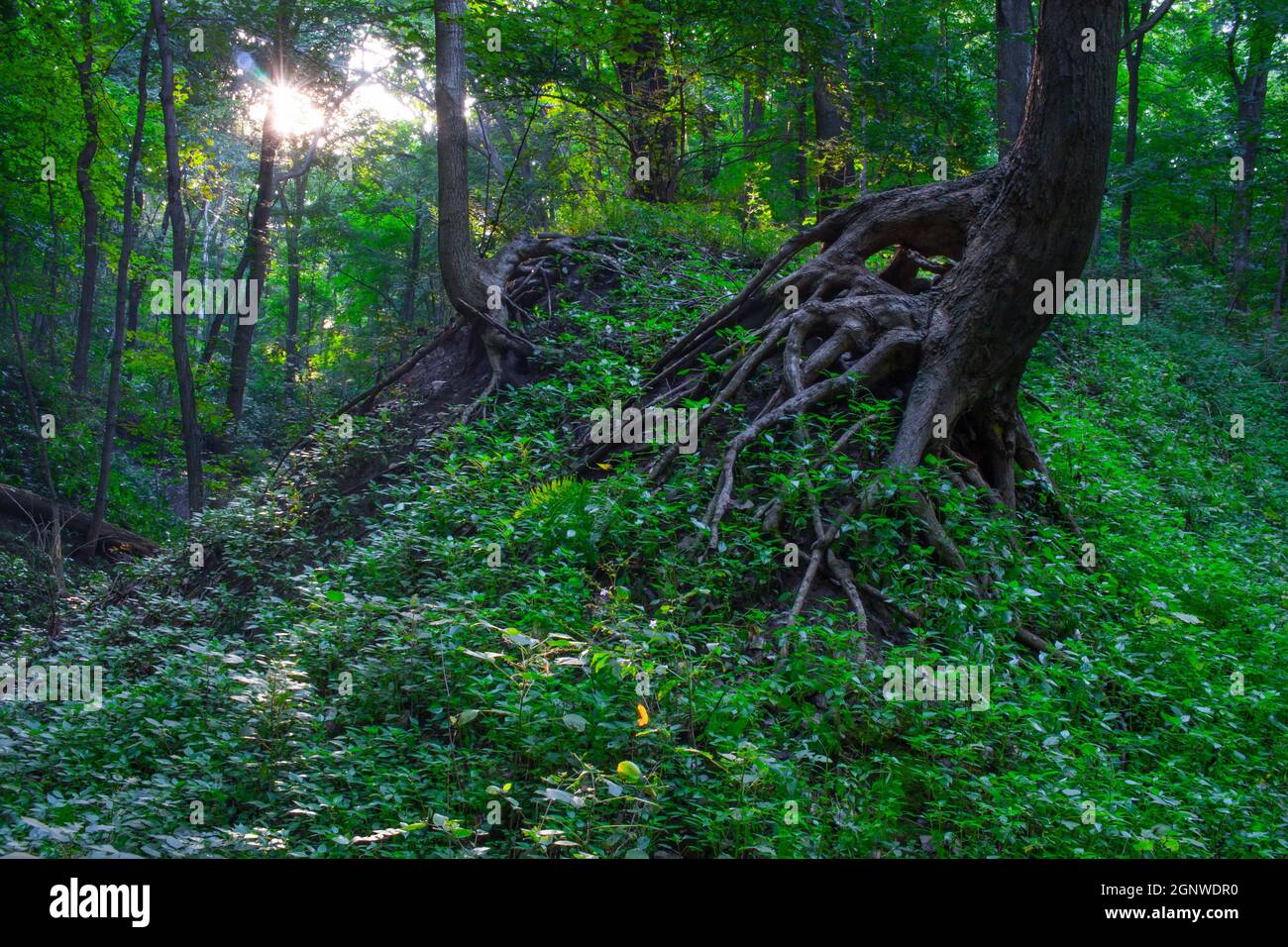 Rooty Tree auf einem erodierenden Hügel in Einem Summertime Forest in Zentral-Illinois Stockfoto