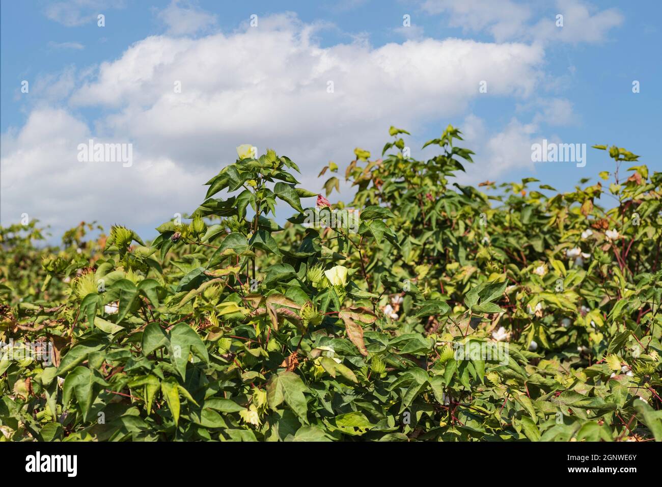 Blumen und Knospen einer Baumwollpflanze aus der Nähe auf einem Hintergrund des blauen Himmels. Stockfoto