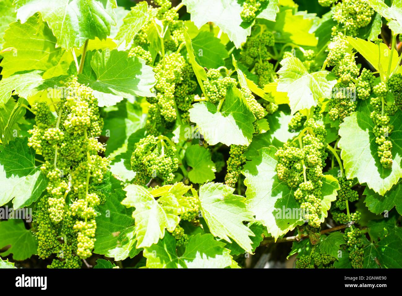 Ornamentale Weinrebe, Vitis vinifira, mit abgetriebener Frucht. Stockfoto