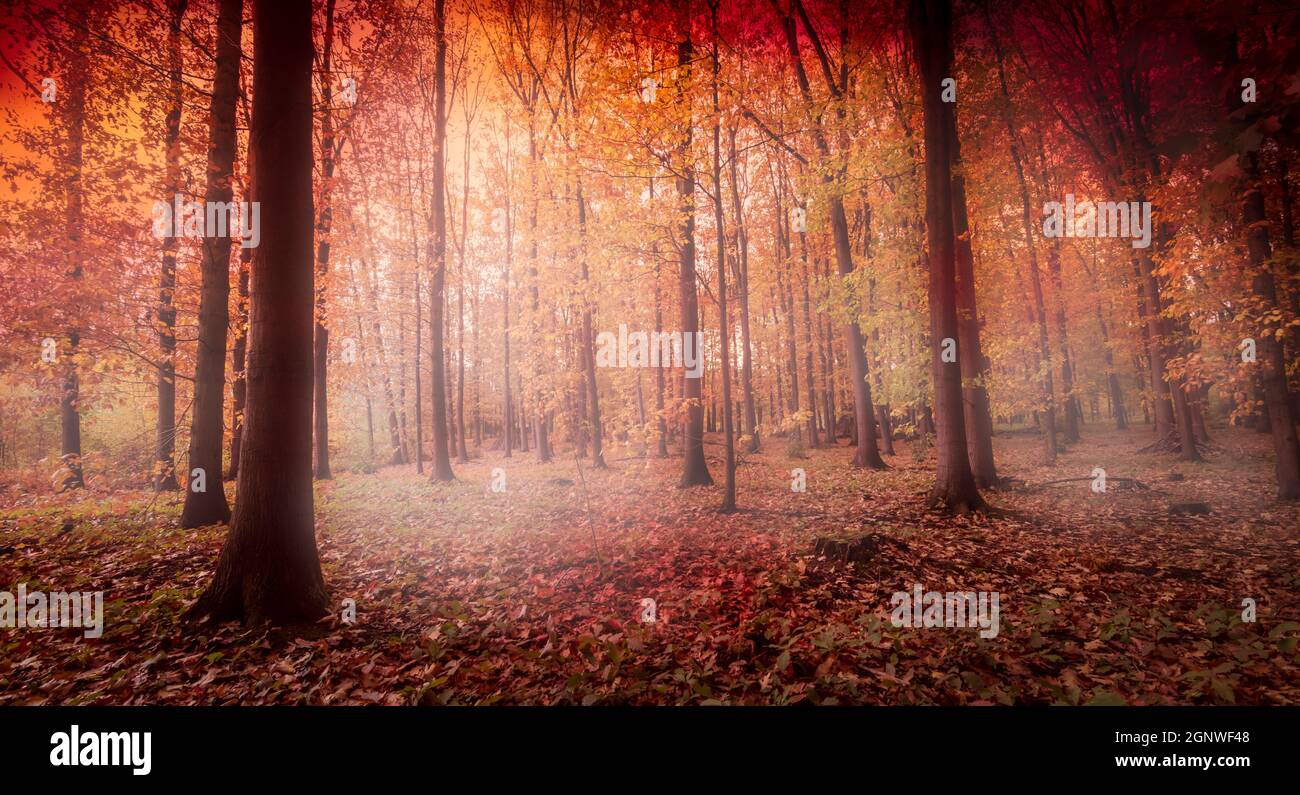 Neblig rote Herbstwaldlandschaft. Stockfoto