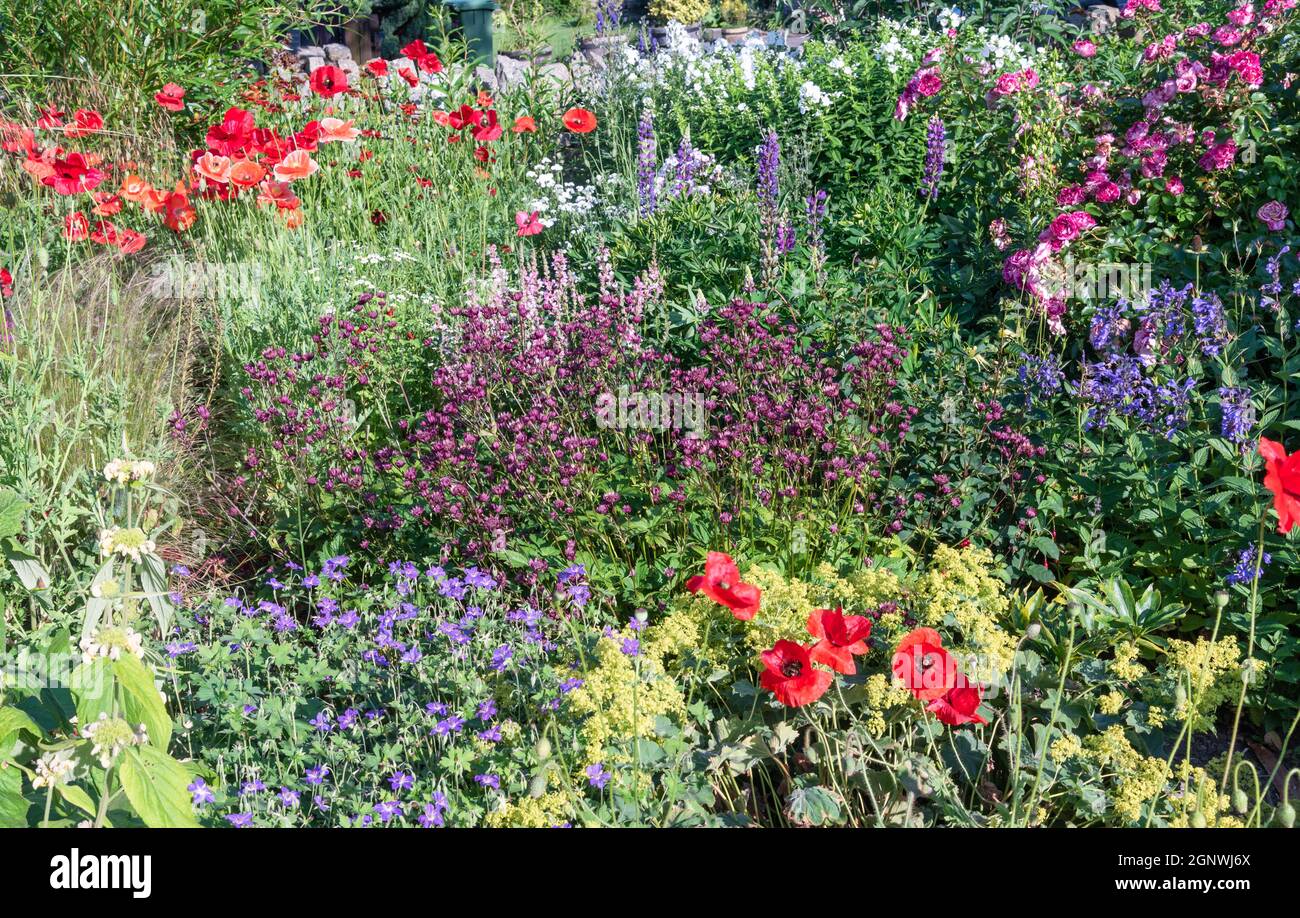 Eine Sommer krautige Grenze Stockfoto