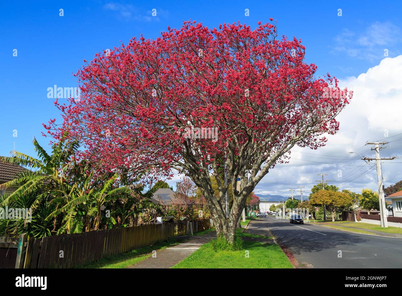 Ein blühender Kirschbaum, der in rosa Blüten in einer Vorstadtstraße erstickt ist Stockfoto