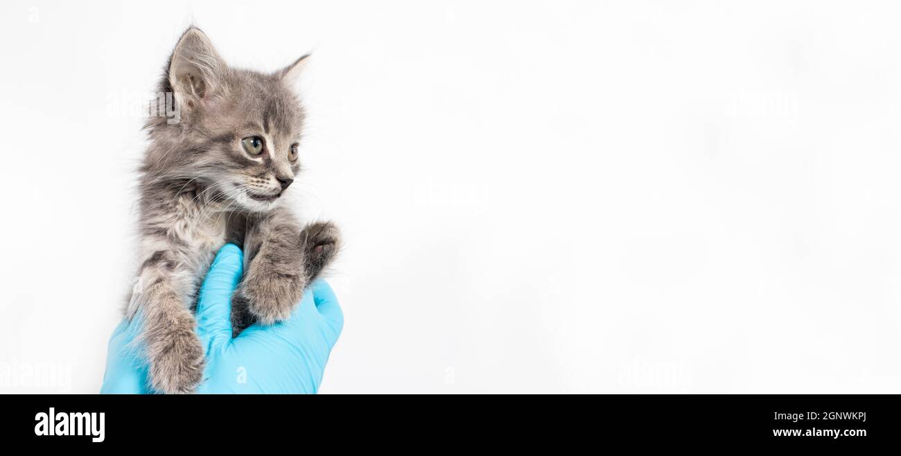 Tierklinik Banner Platz für Text auf weiß. Ein Tierarzt, der einen Katzenarzt in Handschuhen hält, hält ein graues Kitty. Stockfoto