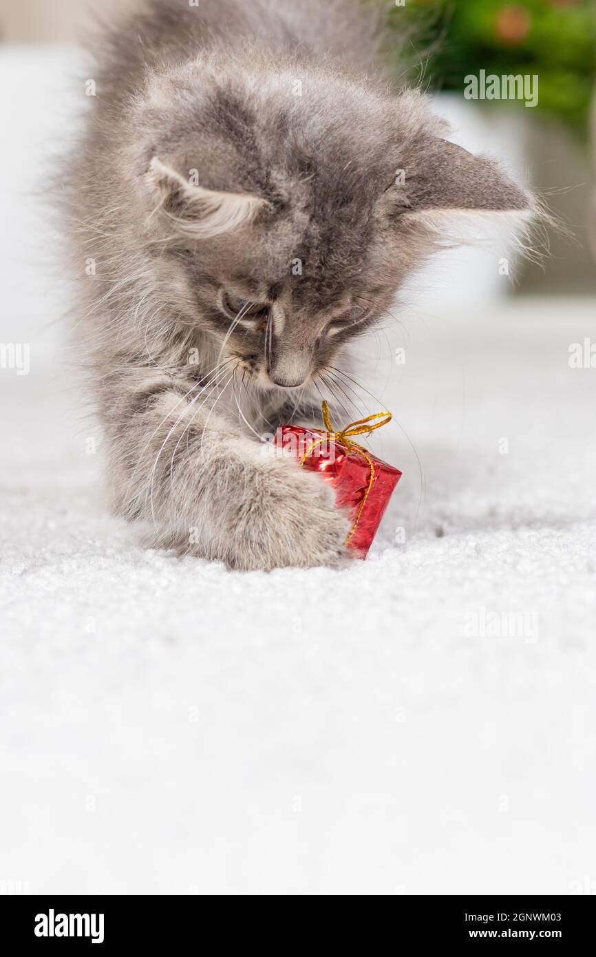 Vertikale Karte mit einer Katze. Ein flauschiges graues Kätzchen spielt mit einer Geschenkbox. Spielzeug und Waren für Tiere, Tierhandlung. Stockfoto