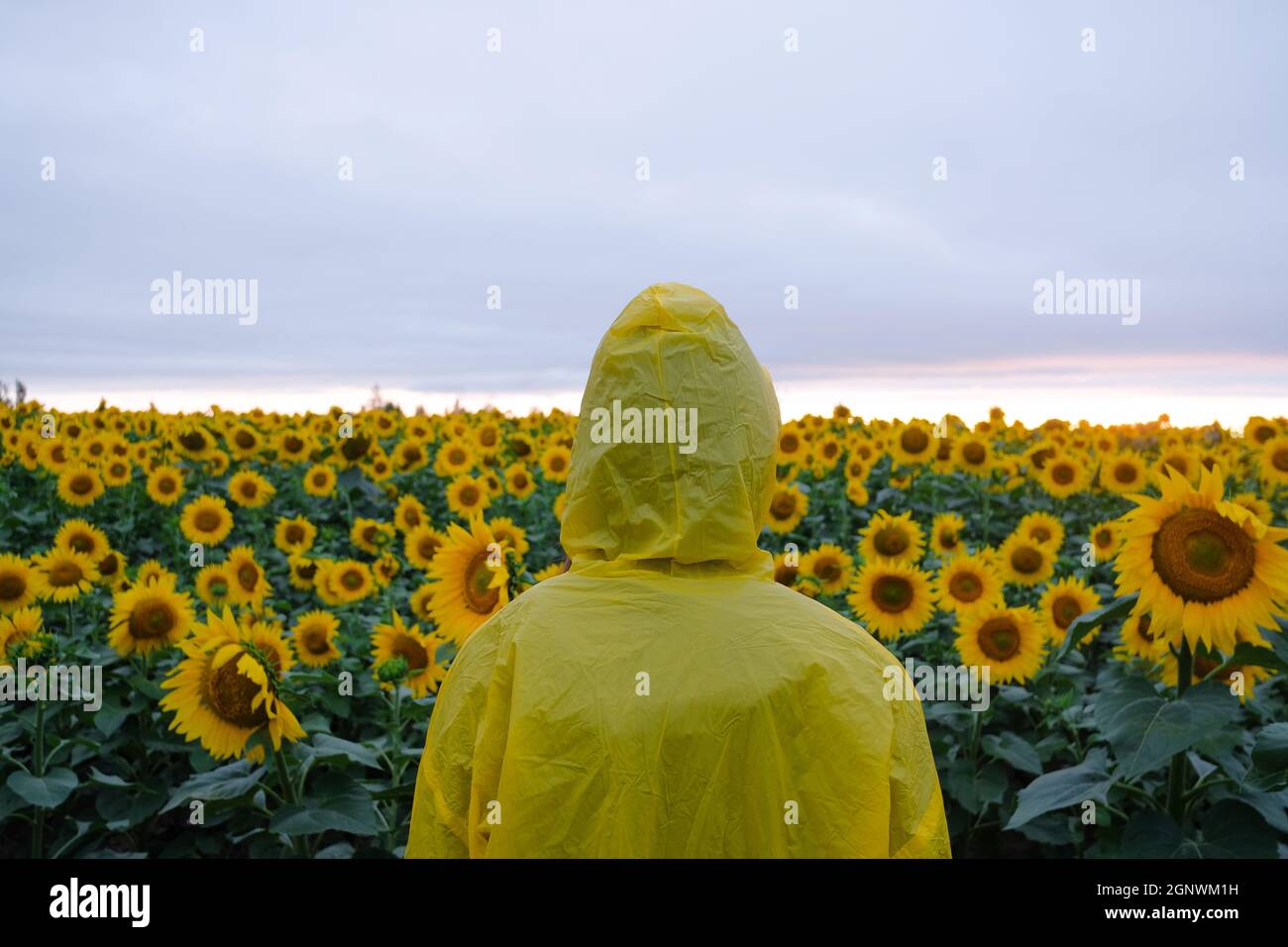 Mensch in gelber Haube Regenmantel im Sonnenblumenfeld stehend. Stockfoto