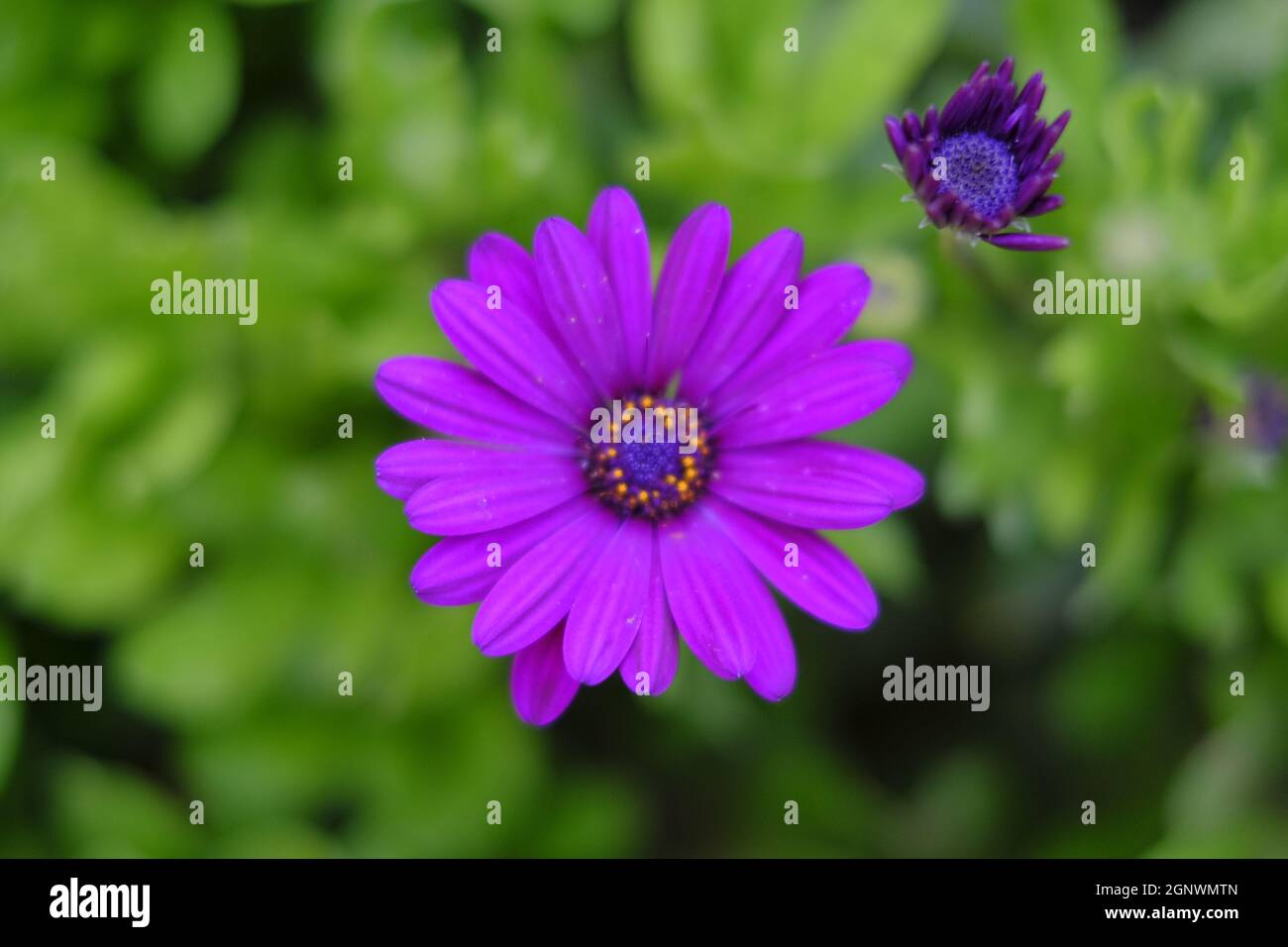 Die schöne violette Osteospermum oder afrikanische Gänseblümchen Blume isoliert auf einem grünen Hintergrund Stockfoto