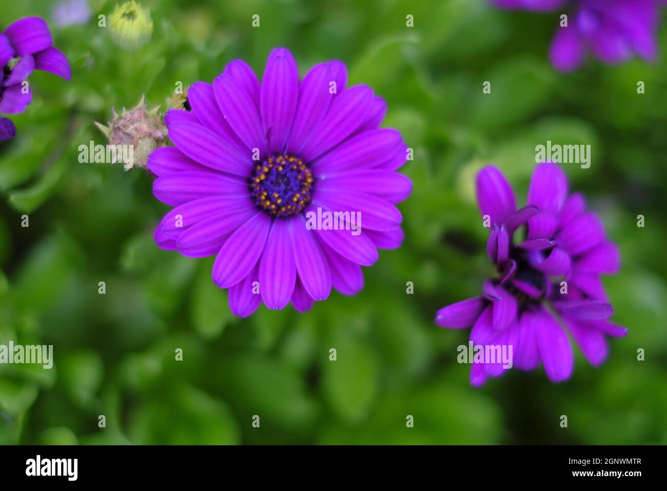 Die schönen violetten Osteospermum oder afrikanischen Gänseblümchen Blüten isoliert auf einem grünen Hintergrund Stockfoto