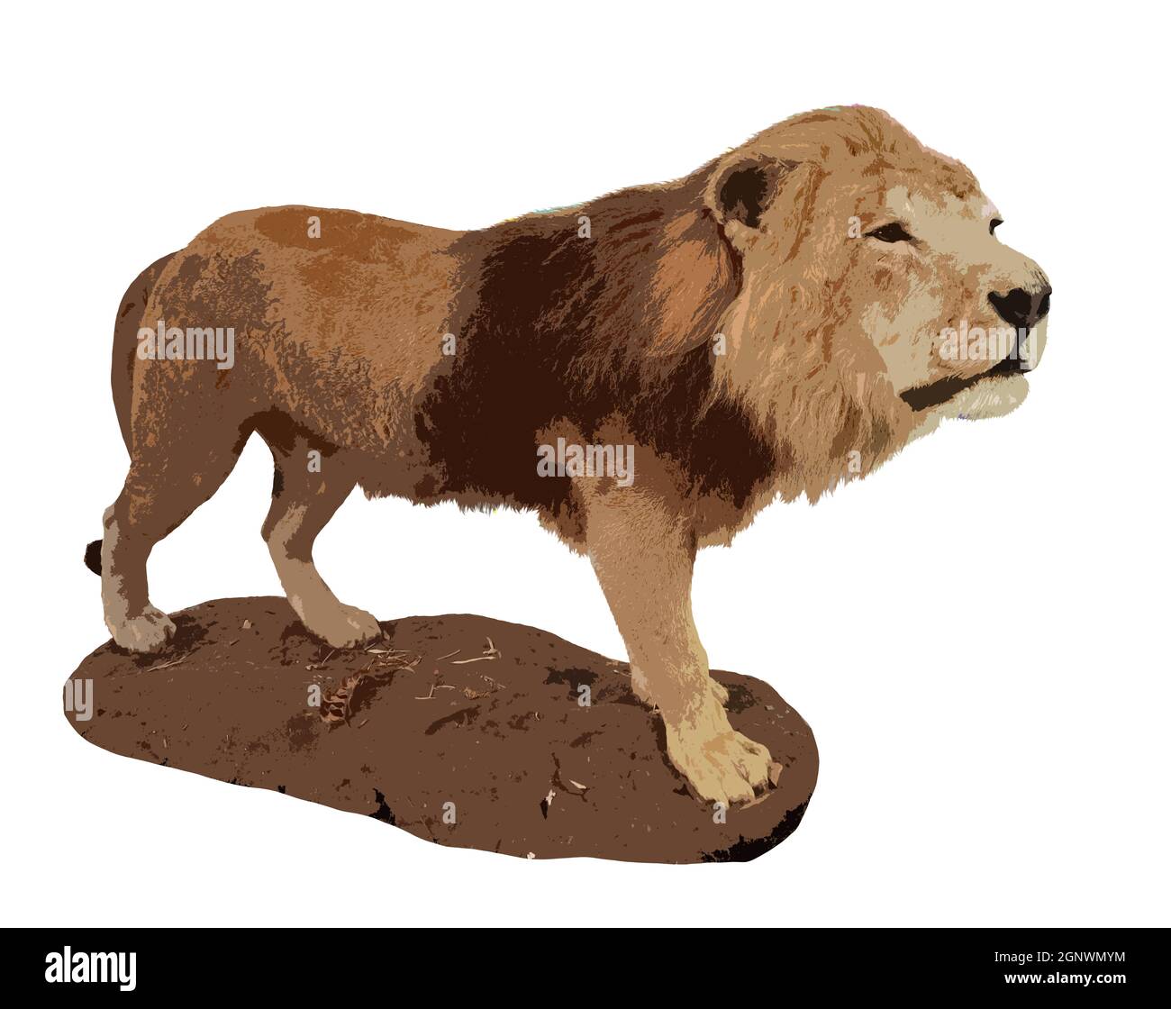 Seltener asiatischer Löwe. Indischer Löwe isoliertes Foto. Große gefährliche Katze auf der Jagd. Stockfoto