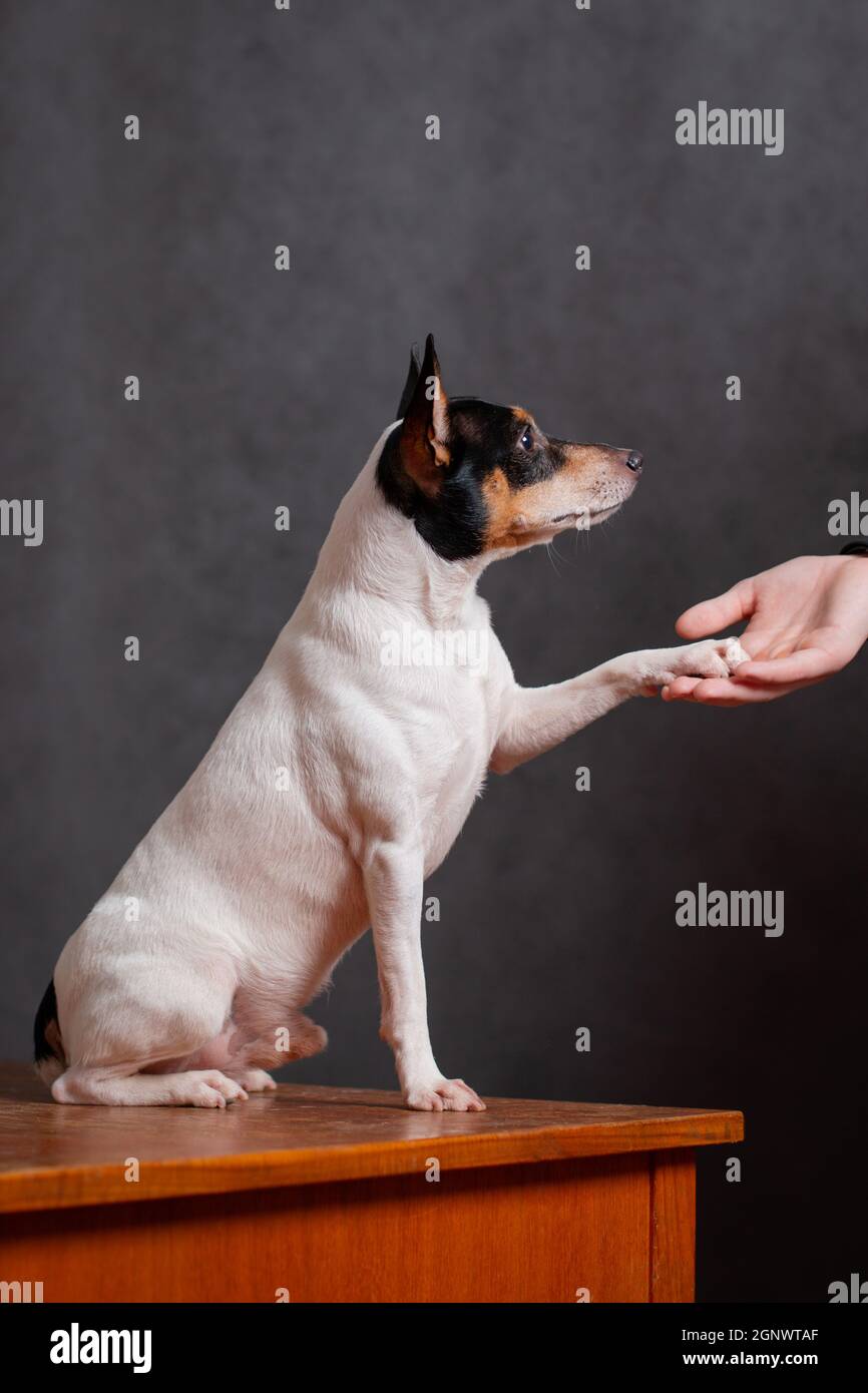 Kleiner Hund American Toifox Terrier gibt einem Mann die Pfote sitzen Auf einem Tisch Stockfoto