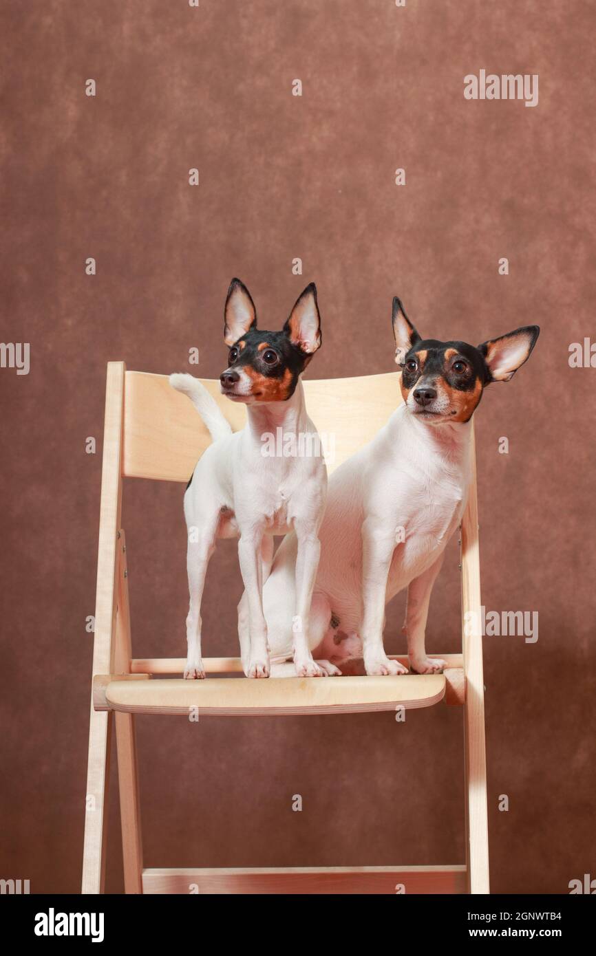 Zwei kleine weiß-rot-schwarze Hunde des amerikanischen Toy Fox Terrier Züchten Sie auf einem Holzstuhl Stockfoto